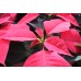 Red Poinsettia